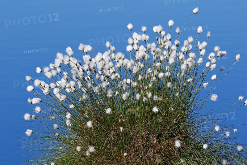Flowering hare's-tail cottongrass (Eriophorum vaginatum)