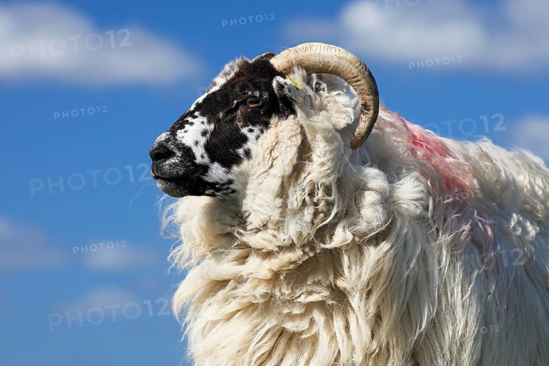 Domestic long-haired ram (Ovis gmelini aries) against blue cloudy sky