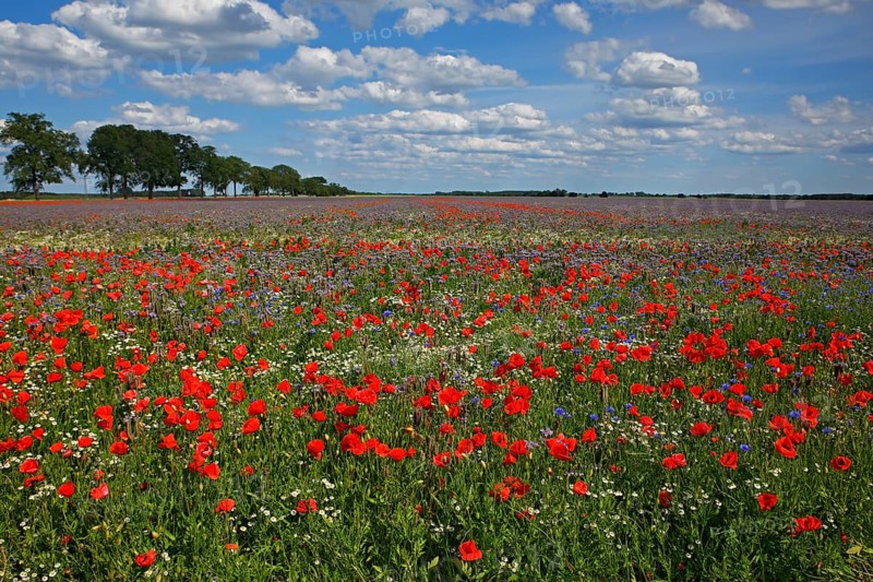 Corn poppy (Papaver rhoeas)