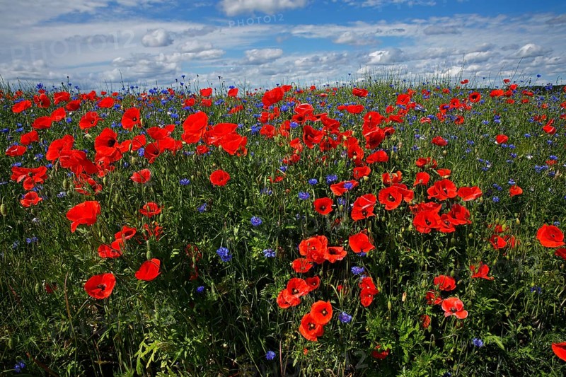 Meadow with Corn poppies (Papaver rhoeas) and Cornflowers (Centaurea cyanus)