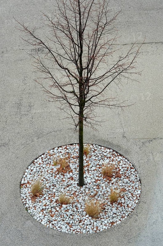 Kahler Baum in the gravel bed