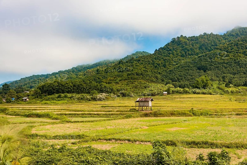 Rice paddies after harvest