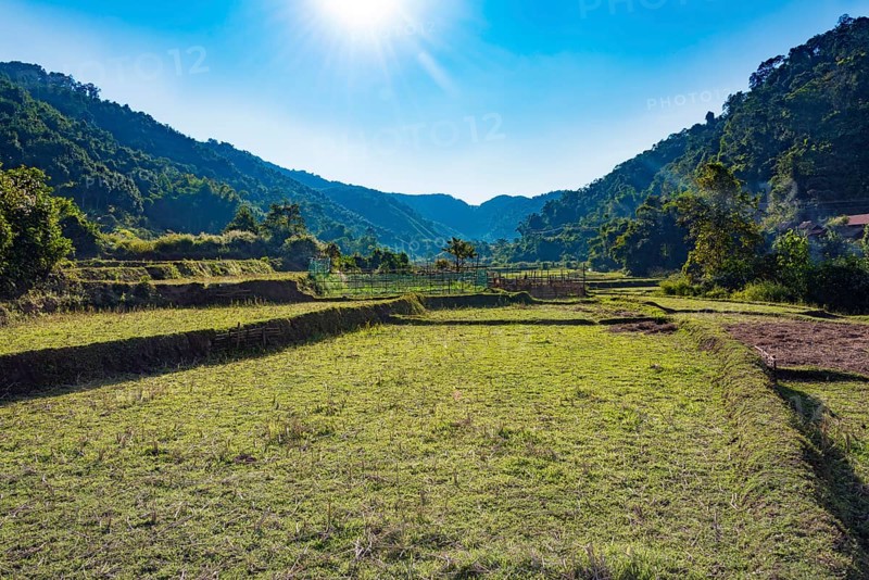 Harvested rice paddies