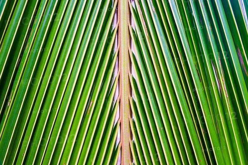 Palm frond