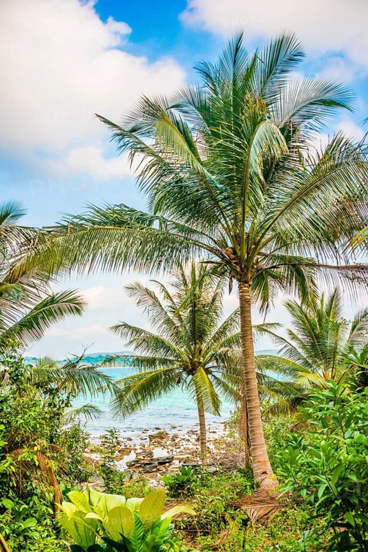 Coconut palms along the shoreline of Long Beach
