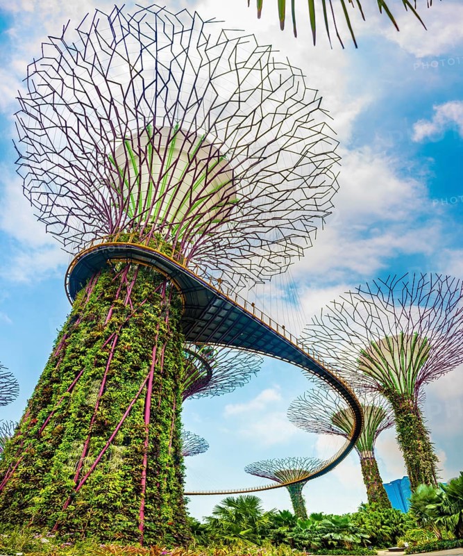 Supertree Grove with skyway in the Gardens by the Bay futuristic municipal park