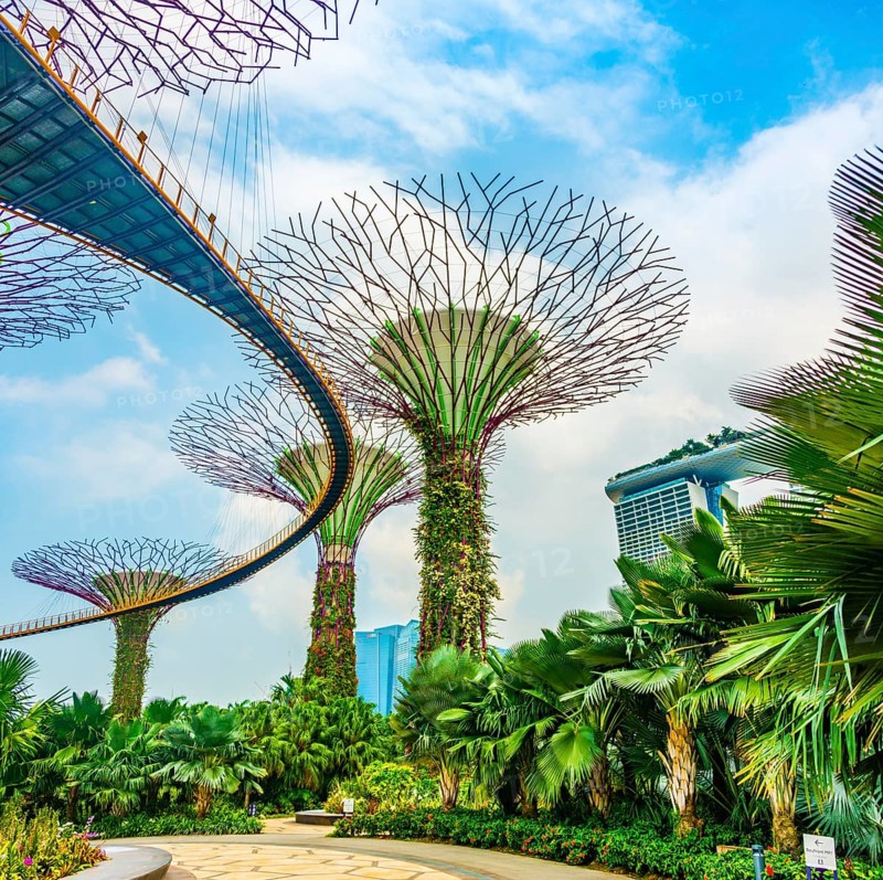 Supertree Grove with skyway in the Gardens by the Bay futuristic municipal park