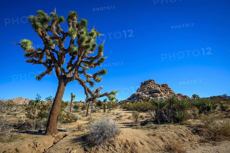 Joshua Trees (Yucca brevifolia)