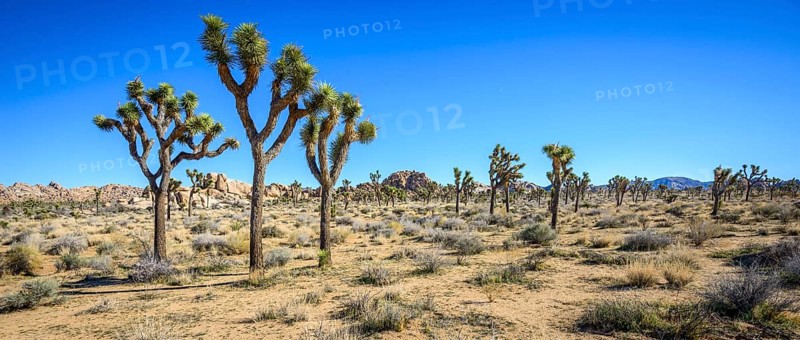 Joshua Trees (Yucca brevifolia)
