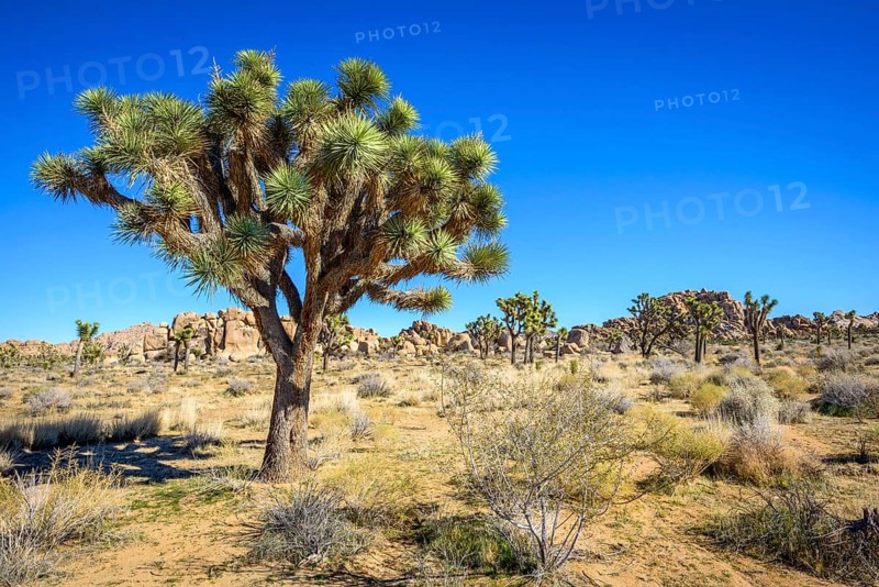 Joshua Tree (Yucca brevifolia)
