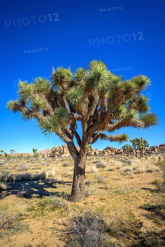 Joshua Tree (Yucca brevifolia)