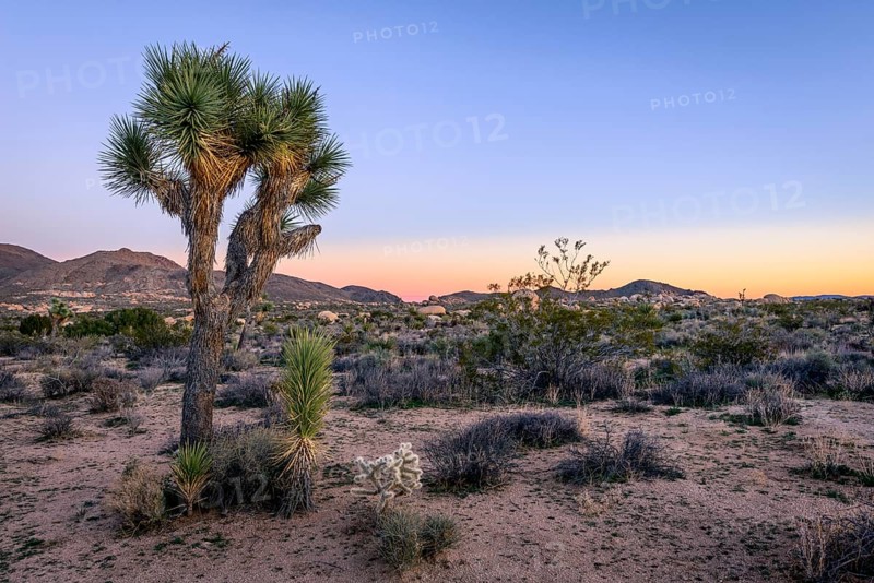 Desert Landscape