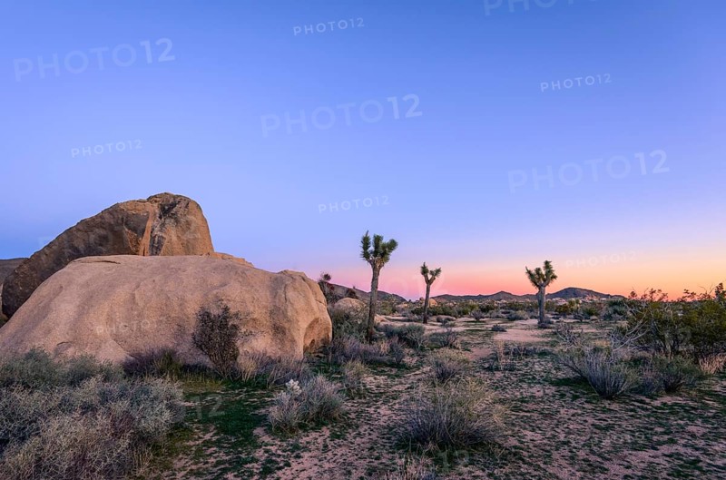 Desert Landscape
