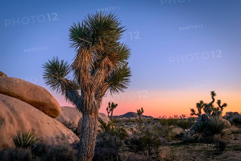 Desert Landscape