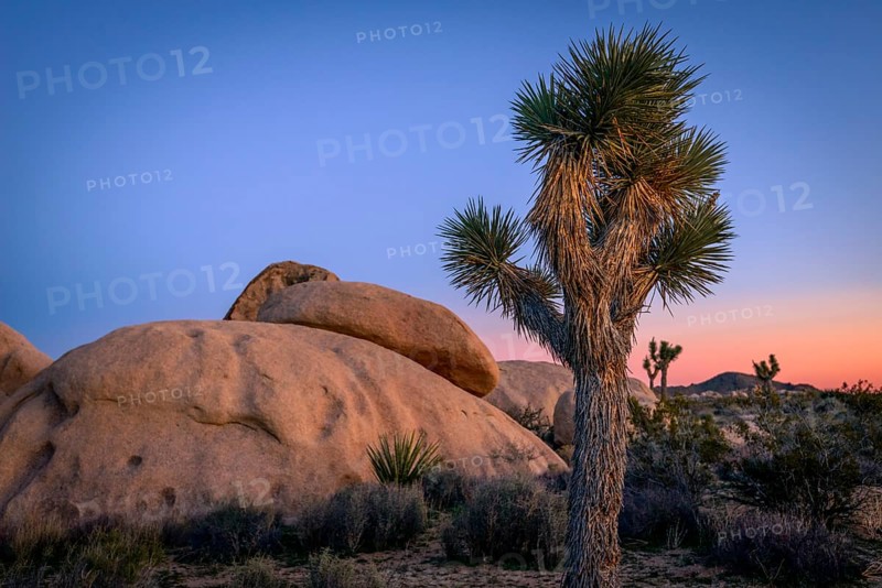 Desert Landscape