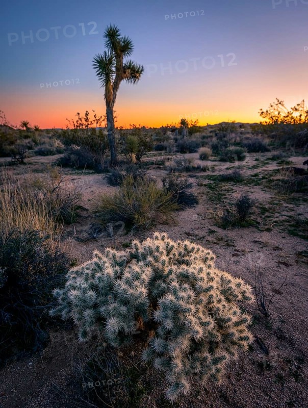 Teddybear Cholla (Cylindropuntia bigelovii)