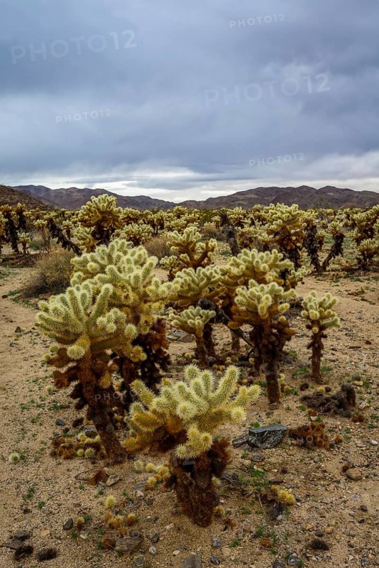 Desert landscape with Teddy-bear chollas (Cylindropuntia bigelovii)