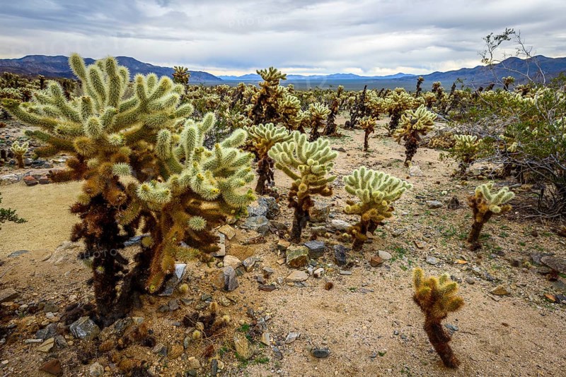 Desert landscape with Teddy-bear chollas (Cylindropuntia bigelovii)