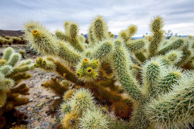 Spiny Teddy-bear cholla (Cylindropuntia bigelovii)