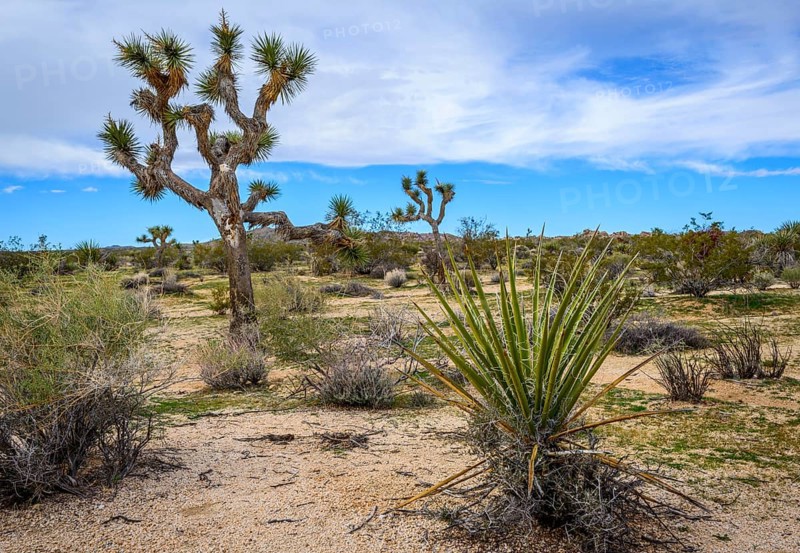 Joshua Tree (Yucca brevifolia)
