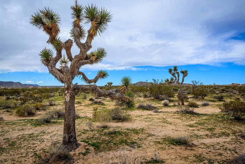 Joshua Tree (Yucca brevifolia)