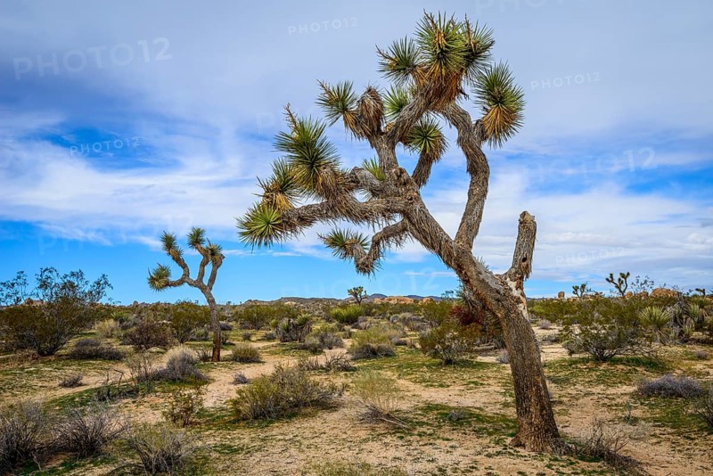 Joshua Tree (Yucca brevifolia)