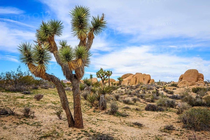Joshua Tree (Yucca brevifolia)