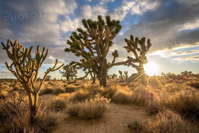 Joshua Trees (Yucca brevifolia) at sunset