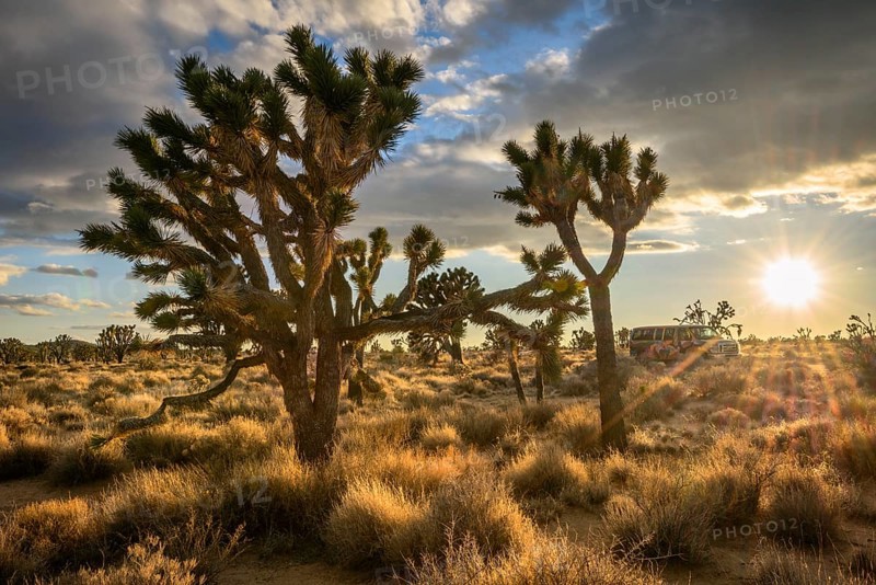Joshua Trees (Yucca brevifolia) at sunset