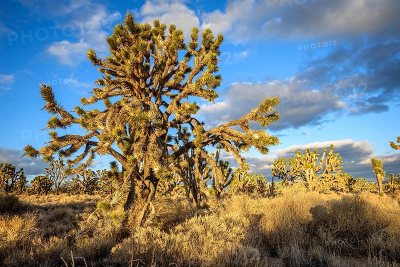 Joshua Trees (Yucca brevifolia) in Evening Light
