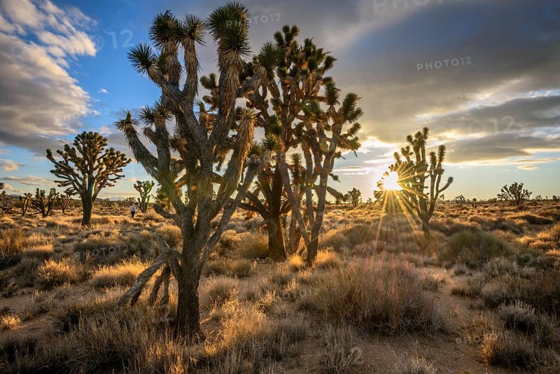 Joshua Trees (Yucca brevifolia) at sunset