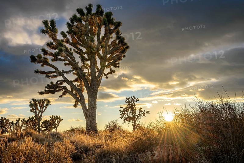 Joshua Trees (Yucca brevifolia) at sunset