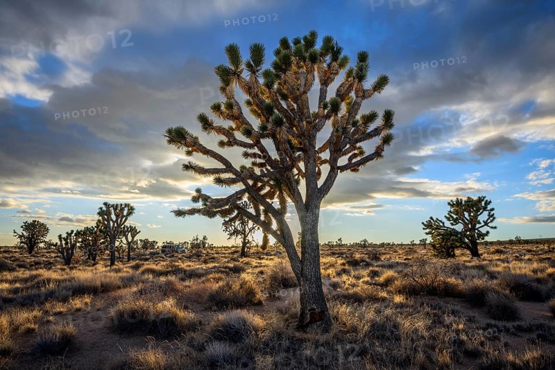 Joshua Trees (Yucca brevifolia) in Evening Light