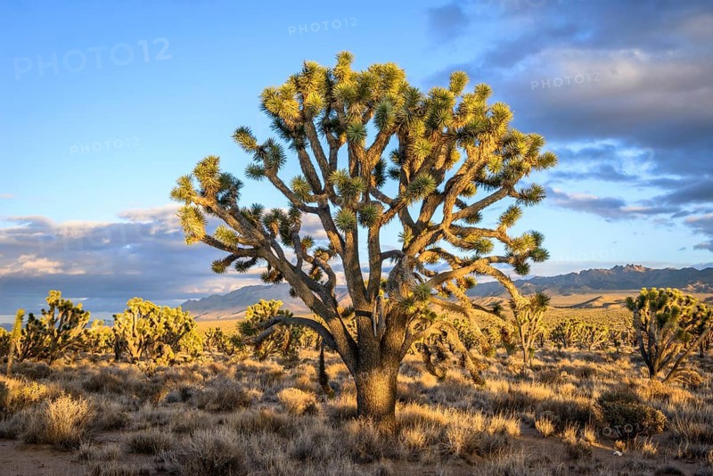 Joshua Trees (Yucca brevifolia) in Evening Light