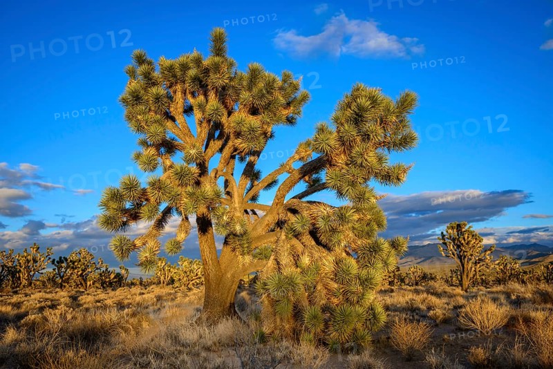 Joshua Trees (Yucca brevifolia) in Evening Light