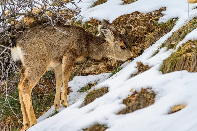 Mule deer (Odocoileus hemionus)