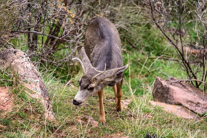 Mule deer (Odocoileus hemionus)