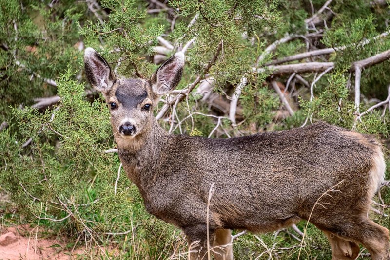 Mule deer (Odocoileus hemionus) in the undergrowth