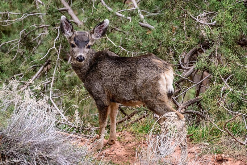 Mule deer (Odocoileus hemionus) in the undergrowth
