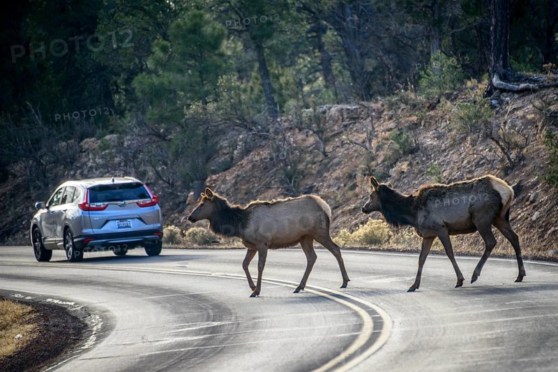 Two american elks (Cervus canadensis) cross a road behind driving car