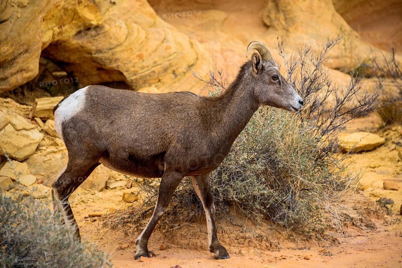 Desert bighorn sheep (Ovis canadensis nelsoni)