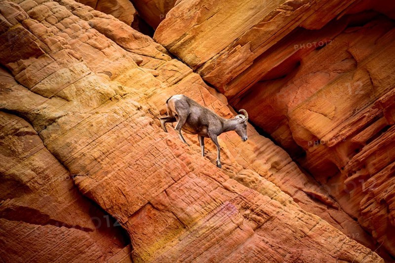 Desert bighorn sheep (Ovis canadensis nelsoni) climbs on red sandstone rocks