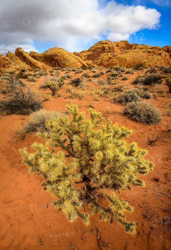 Cholla cactus (Cylindropuntia bigelovii) in desert landscape