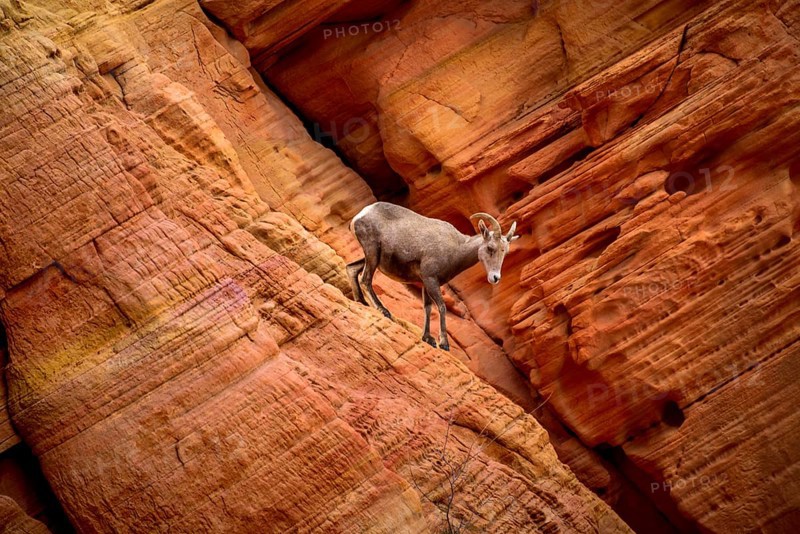 Desert bighorn sheep (Ovis canadensis nelsoni) climbs on red sandstone rocks