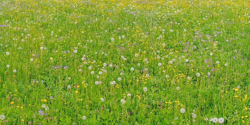 Meadow with withered Dandelion (Taraxacum)