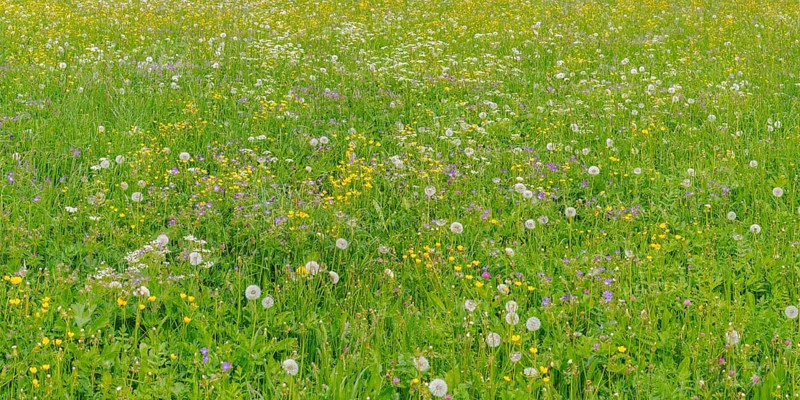 Meadow with withered Dandelion (Taraxacum)