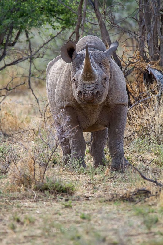 Black rhinoceros (Diceros bicornis) in dry scrubland