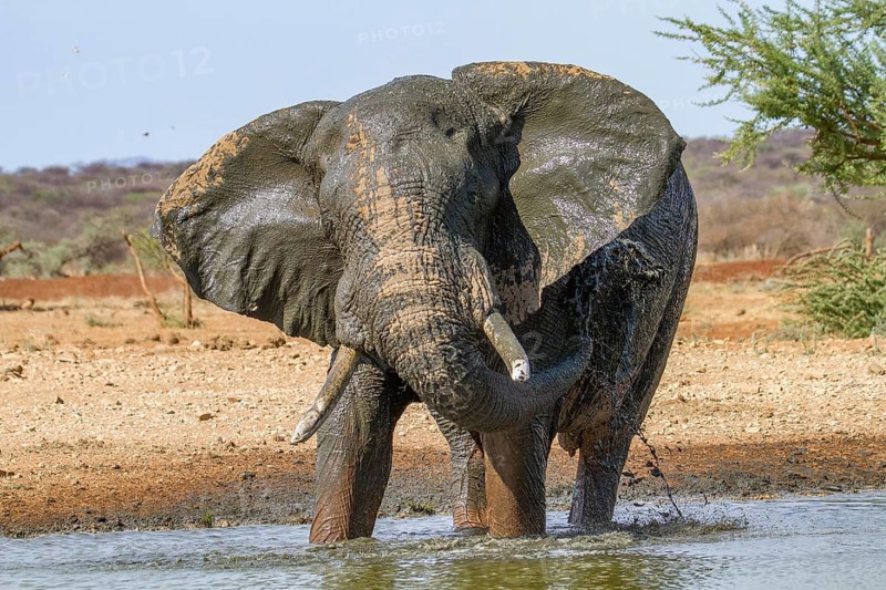 African elephant (Loxodonta africana)