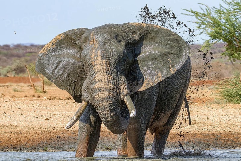 African elephant (Loxodonta africana)