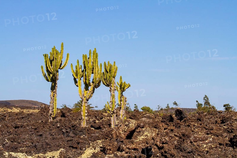 Canary Island spurge (Euphorbia canariensis) in lava field
